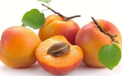 USPEŠNO LEČENJE RAKA VITAMINOM B 17
